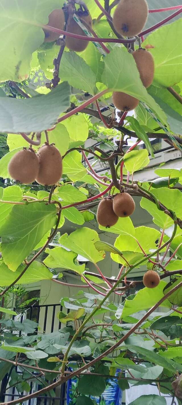 Гостиница Море и Горы Лазаревское-112